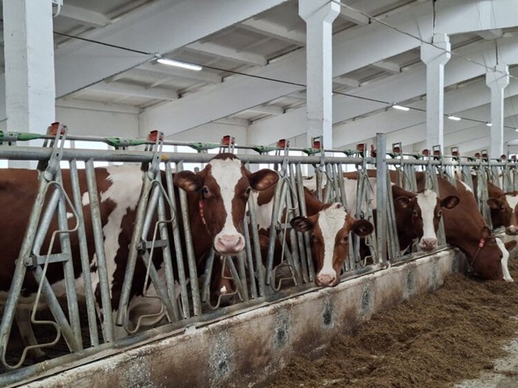 Каким молочным хозяйствам полагается дополнительный коэффициент к ставке субсидирования - фото