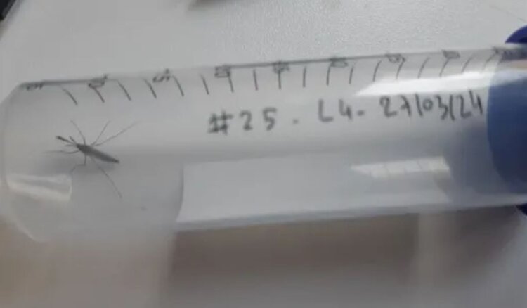 Какой комар летает в вашем доме – опасный или нет, подскажет ИИ