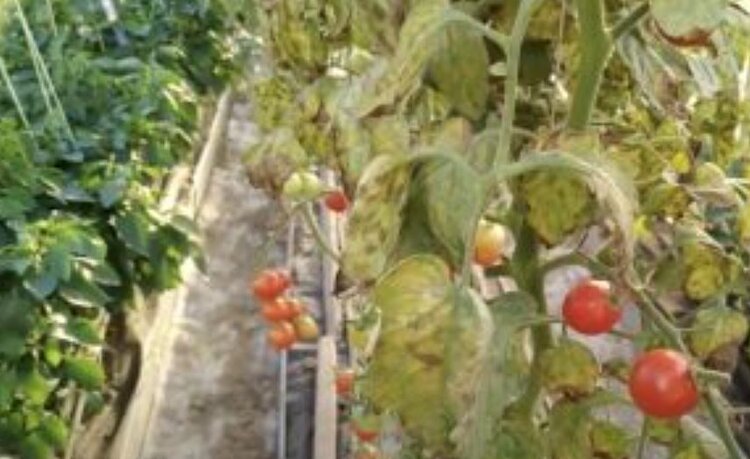 ВНИИКР запатентовал изобретение способа выявления вируса хлороза томата