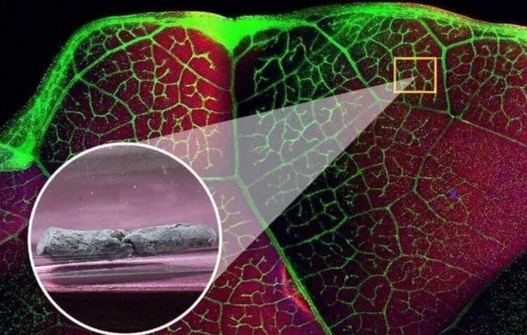 Капусту и горчицу отправят добывать таллий