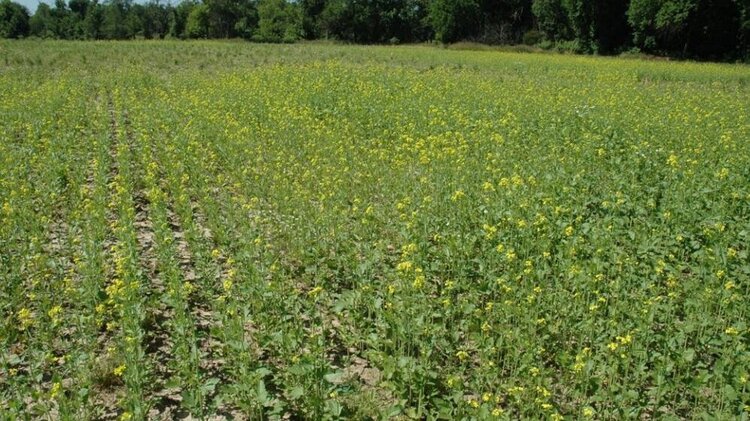 Возбудитель фузариозной корневой гнили укрепляется в севообороте соя-кукуруза: нужна горчица