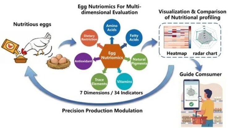 Больше, чем белок: новая система оценки превращает куриные яйца в персонализированное питание