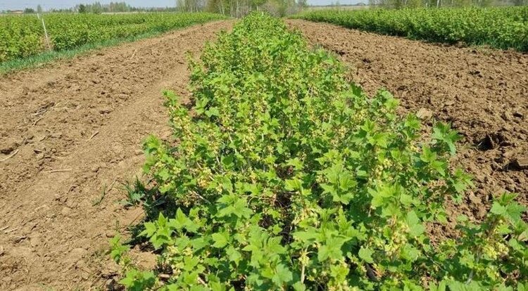 Челябинская область: промышленные сады открыли сезон высадки саженцев