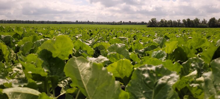 Фертигрейн Фолиар Плюс: листовая подкормка, которая работает «здесь и сейчас»