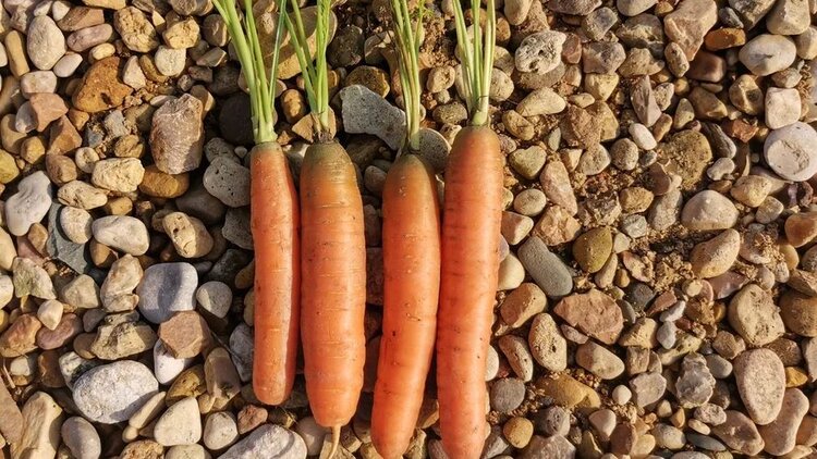 Морковный «энергетик» для семян риса: как овощной экстракт спасает урожай от соли - фото