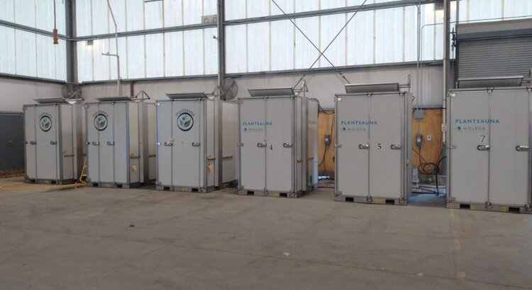 Обработка рассады тепличной клубники паром позволяет начинать сезон без проблем - фото