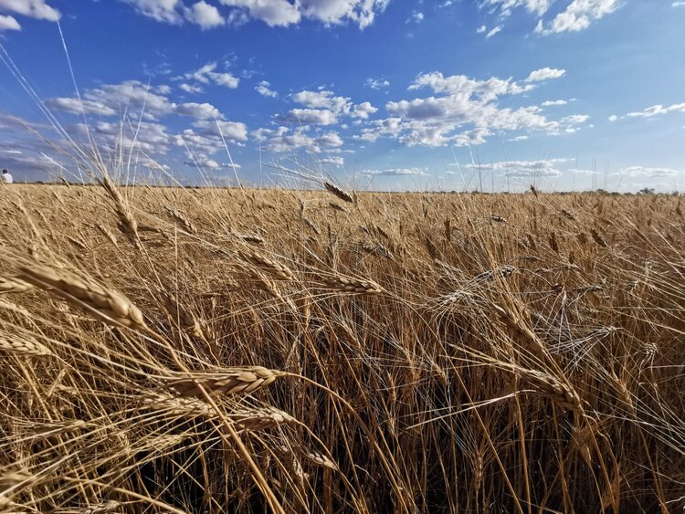 Перспективная культура. Зерно будущего: как Россия закладывает фундамент нового экспорта - фото