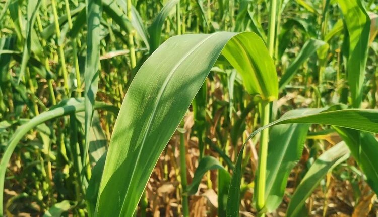 Растения фотосинтеза С4 предвидели глобальное потепление задолго до его наступления - фото