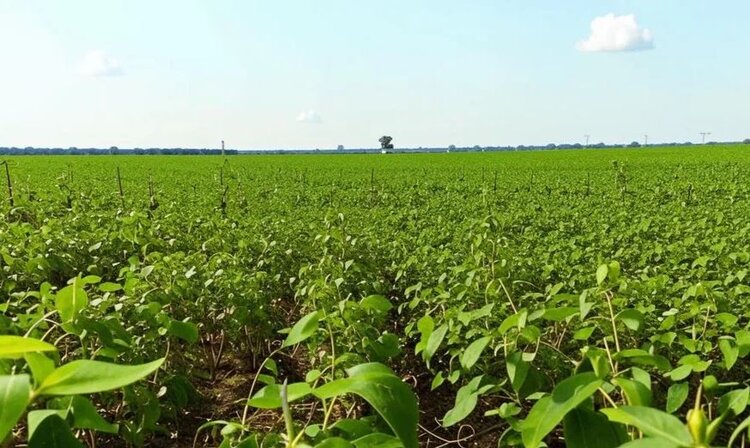 Растущее семенное пиратство хотят прикрыть в Бразилии - фото