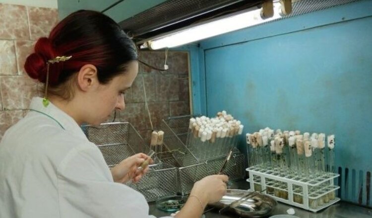 Клони и клубни: как развивается безвирусное картофелеводство Иркутской области