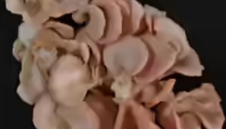 Новый скороспелый сорт розовой вешенки представили индийские ученые - фото