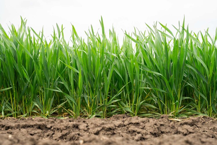 Какие сорта озимой пшеницы НЦЗ Лукьяненко испытывают аграрии Херсонской области