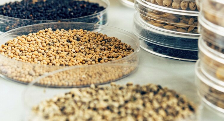 Татарстан почти утроил экспорт масличных культур с начала 2026: ведёт масличный лен - фото