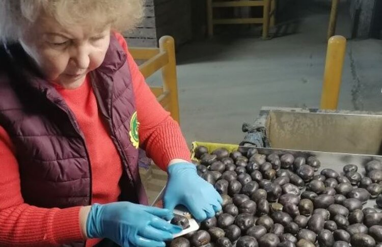 Фиолетовый картофель Индиго под посадку в этом году проверили эксперты - фото