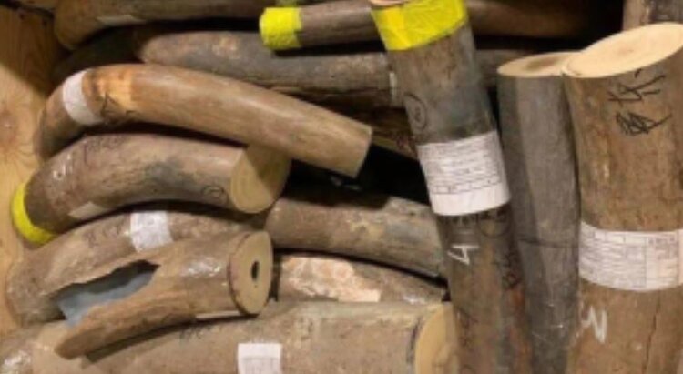 Китай - главный покупатель якутских бивней мамонта