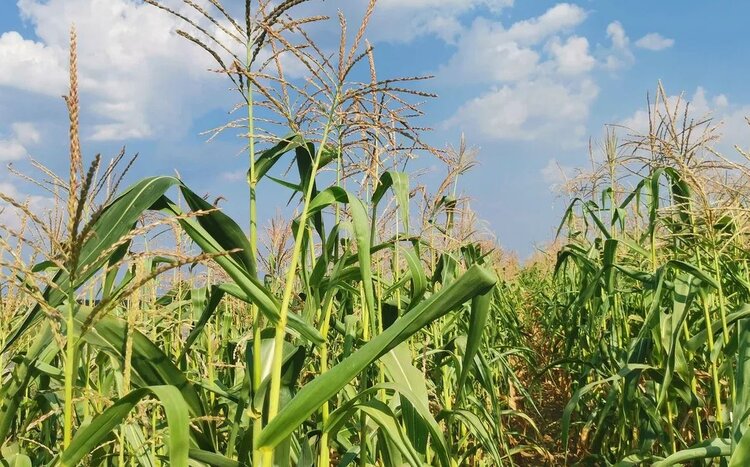 ЕвроХим запустил образовательные подкасты для аграриев - фото