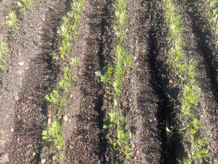 Ошибки при посеве моркови, приводящие к её мелкому урожаю - фото