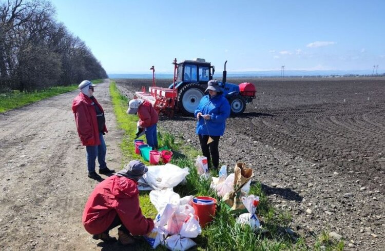 На опытных полях ВНИИ кукурузы сеют будущие научные достижения