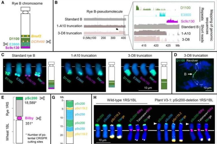 Зачем пшенице обрезали хромосомы - фото