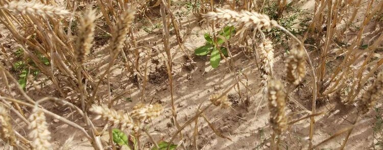 Недостаток меди может стоить 50 процентов урожая зерновых и бобовых - фото