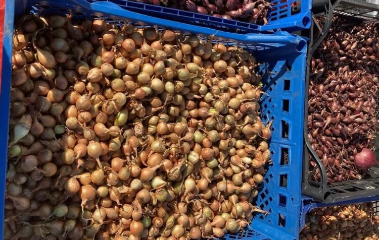 Ключевые направления семенного экспорта Чувашии