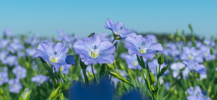 С научной работой по устойчивость льна к пасмо молодой учёный из Тимирязевки одержал победу на всероссийском конкурсе - фото