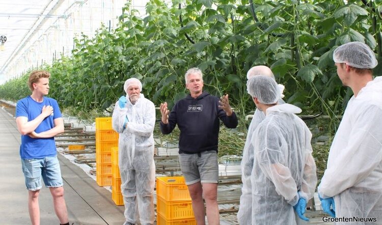 Проблемы у светодиодных огурцов с микосфереллезом действительно существуют - фото