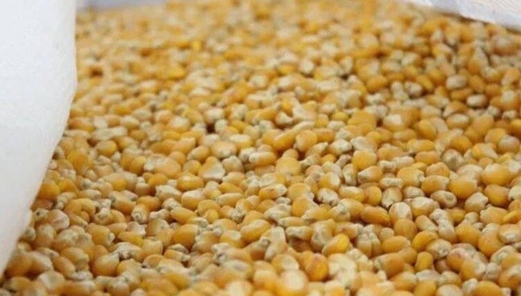 Ставрополье сеет кукурузу 2026 - фото