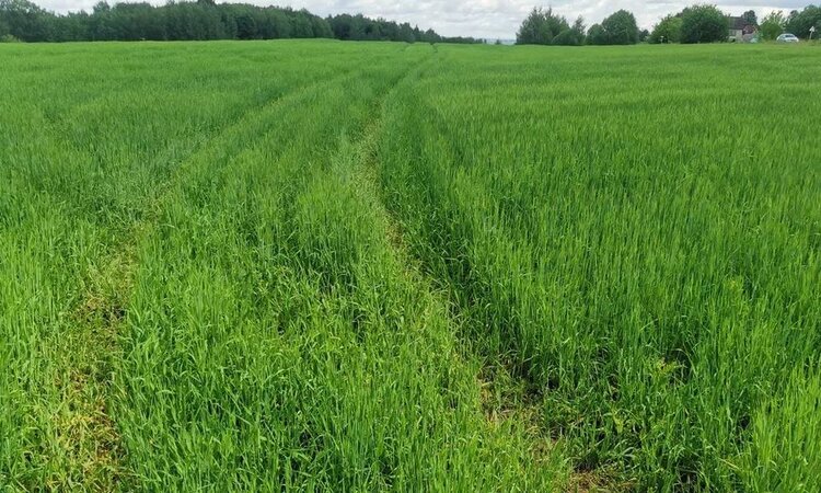 В Подмосковье сформирован полный цикл агрохимической отрасли от научных разработок до производства СЗР - фото