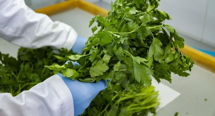 В крымскую свежую зелень опасный трипс не пробрался - фото