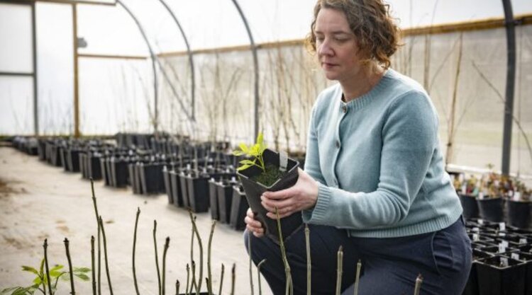 Ускоренный метод размножения способствует восстановлению ясеня в ландшафте - фото