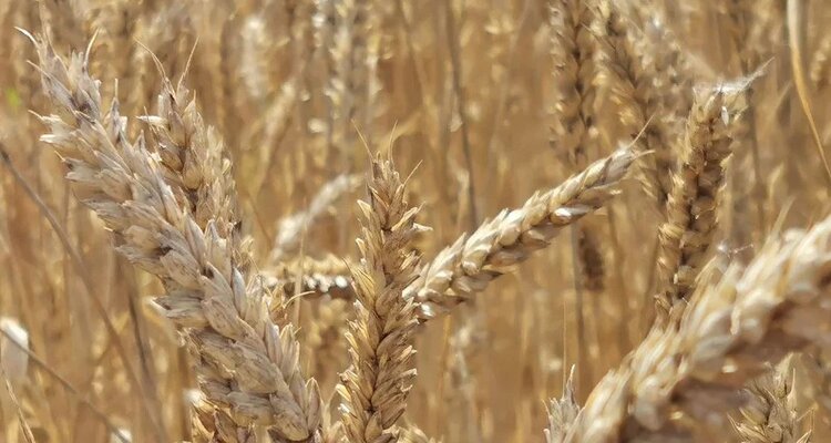 CIMMYT и Калифорнийский университет в Дэвисе подписали меморандум для разработки сортов малоудобряемой пшеницы для Африки - фото