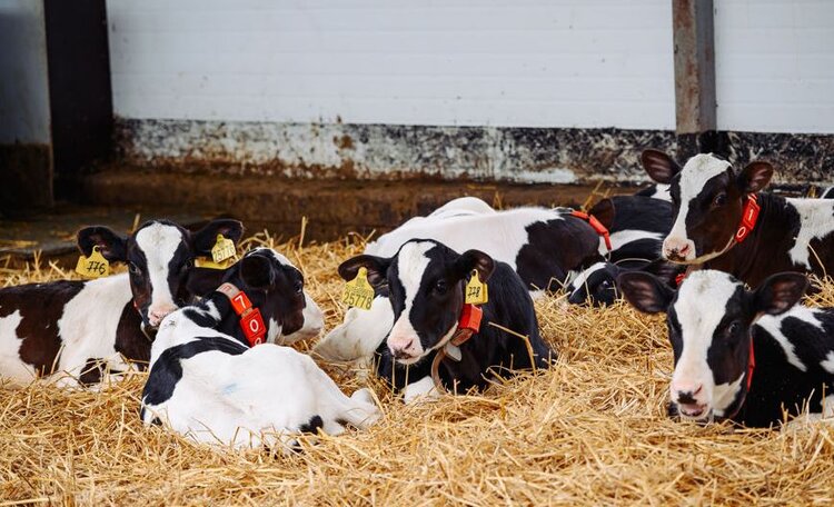 Чувашские предприятия с начала года реализовали свыше 160 голов племенного молодняка КРС