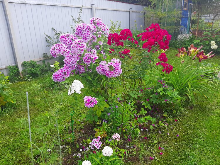 Десять неприхотливых многолетних растений для занятых садоводов