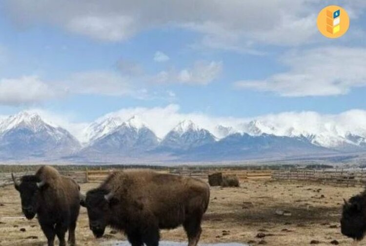 Бизоны адаптировались в Бурятии и уже ждут гостей - фото