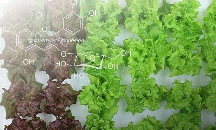 Почему для теплиц с искусственным освещением необходимы лечебные сорта листового салата - фото