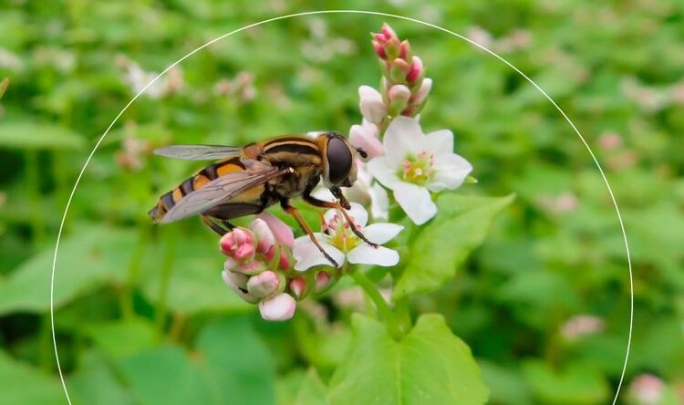 Гречиху признали наилучшей сельхозкультурой для диких опылителей и медоносных пчел