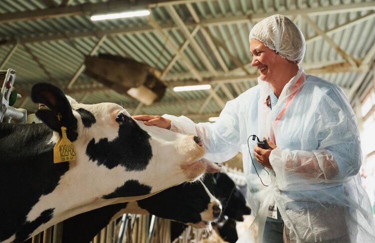 Ярославская область усиливает поддержку переработчиков молока и сохраняет ценные породы скота