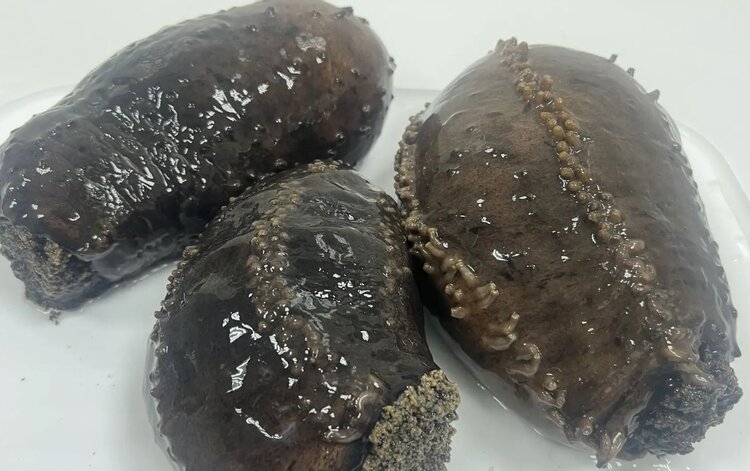 Кукумария — что это такое? Фото деликатеса и рецепт дальневосточной скоблянки с кукумарией