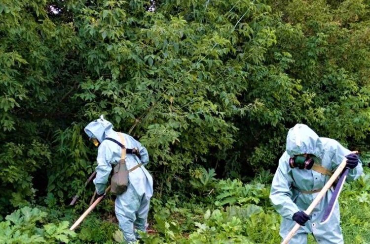 Сорняки на миллионы: Правительство Чувашии утвердило перечень опасных инвазивных растений