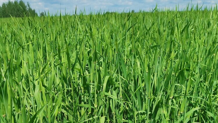 День Земли. С заботой об урожае и родной планете