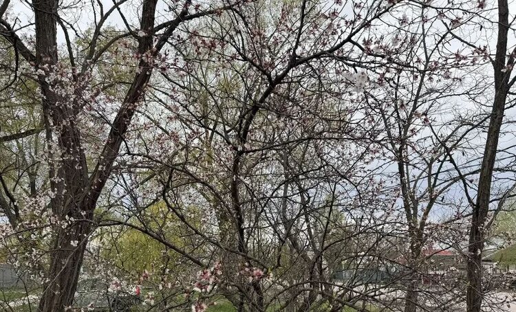 Апрельские заморозки в ЛНР. Россельхозцентр рассказал о последствиях