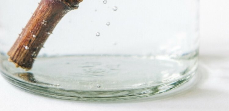 Черенок винограда загнил в банке с водой: спасаем чубук - фото