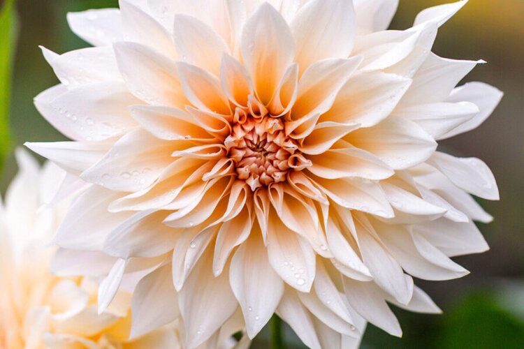 5 простых советов по экологичному выращиванию георгин