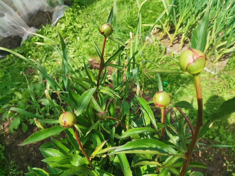 Причины отсутствия цветения пионов: 5 распространённых факторов