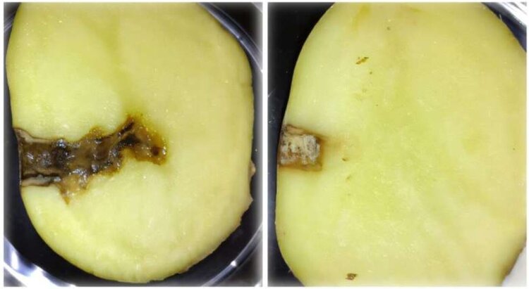 Остановить возбудителя фитофтороза картофеля поможет особый пептид