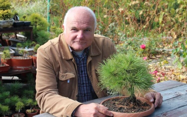 Российские ученые создали уникальные сорта кедров — декоративных и плодоносящих — на основе мутации «ведьмина метла»