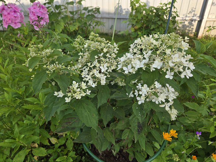 Посадка гортензии в мае в открытый грунт: пошаговая инструкция и правила ухода