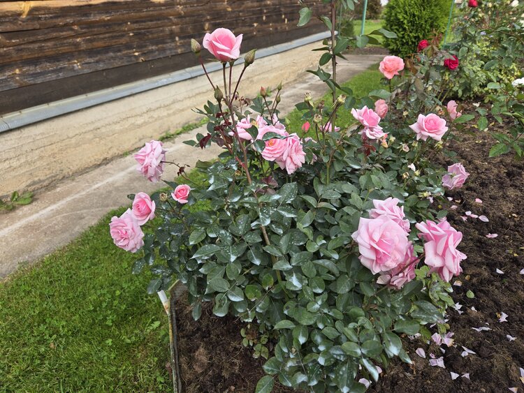 Ошибки при весенней посадке роз — как сохранить кусты здоровыми