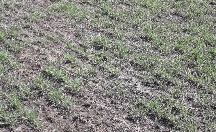 Новосибирские озимые в целом перезимовали успешно, но тритикале в одном хозяйстве не справилась